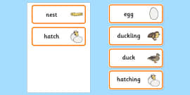 Duck Life Cycle Worksheets - duck, life cycle, cycle, worksheets