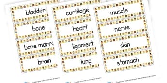 How Humans Work - Body Vocabulary Cards - KS2 Science, The Human Body, My Body, Skeleton, Organs, Worksheets