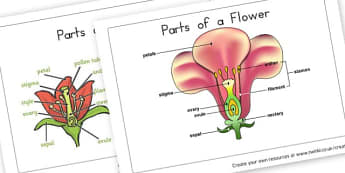 Parts of a Flower  - Plants & Growth Primary Resources, flowers, grow, planting, garden