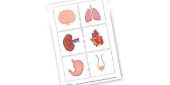 Human Organs Cards - KS2 Science, The Human Body, My Body, Skeleton, Organs, Worksheets