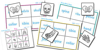 Bones of the Body Bingo - bones of the body bingo, bones, body, human body, human skeleton, bingo, game, activity, skull, hands, ribs, kneecap