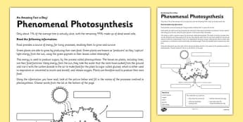 Phenomenal Photosynthesis Activity Sheet - photosynthesis, green plant, tree, energy, reading, label, worksheet