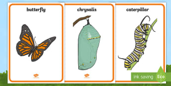Life Cycle of a Butterfly Display Posters - USA Early Childhood Science: Life Cycles, butterfly life cycle, butterfly life cycle posters, life c