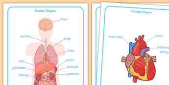 Human Body Organs Display Posters - human body organs display posters, internal organs, human, body, organs, organ, skeleton, human body organs, brain, heart, lungs, liver, stomach, bladder, biology, biological