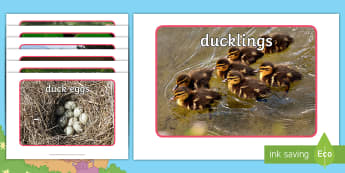 Brenda's Boring Egg Photo Pack - KS1, EYFS, Photo cards, Science, animals, the ugly duckling, ducks, ducklings, duck life cycle, bird