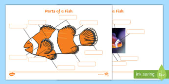 Parts of a Fish Labelling Sheets (Under the Sea)- parts of a fish, parts of a fish labelling, parts of a fish display poster, parts of a fish labelling worksheets, fish
