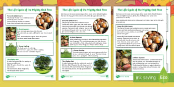 Little Acorns: Life Cycle of an Oak Tree  Differentiated Fact File - Twinkl originals, fiction, KS1, Year 1, Year 2, Reading, Science, Oaks, Acorns, Acorn, Trees, Britis