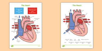 The Heart Labelling Diagrams - the heart, heart, human, labelling diagram, diagrams, lable, labelling, biology, atrium, left atrium, right atrium, pulmonary veins, veins, vena cava, pulmonary artery, aorta, artery