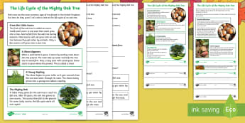 Little Acorns: Life Cycle of an Oak Tree Differentiated Reading Comprehension Activity - twinkl originals, fiction, autumn, KS1, Year 1, Year 2, Reading, science, oaks, acorns, acorn, trees