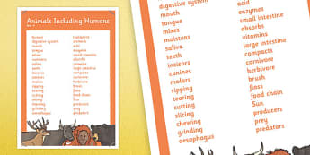 Year 4 Animals Including Humans Scientific Vocabulary Poster
