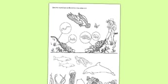 Spot the Invertebrates Activity Sheet - living things, habitats, variation, classification, grouping, invertebrates, characteristics, keys, worksheet