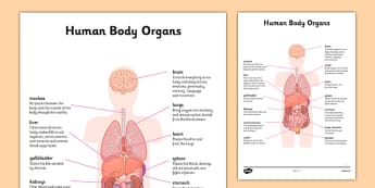 Human Body Organs Information - human body, organs, information