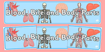 Blood, Bile and Body Parts Display Banner - blood, bodies, humans, science, biology, heart, display, ks2, key stage 2, ks 2