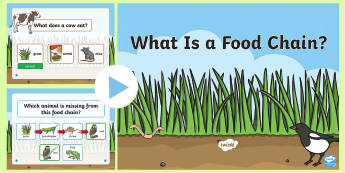 KS1 Carnivore Food Chain Information PowerPoint - carnivorous, animals, predator, prey, food-chain, food-chains, mammals, science, year 1, year one , 