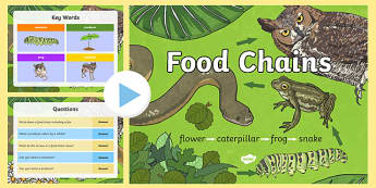 Food Chain PowerPoint - food chains, animal food chains, food chain games, food chain information, plant and animal food chains, all about food chains, ks2