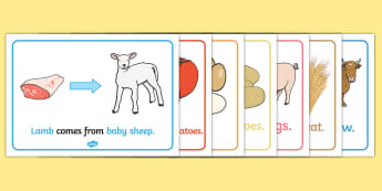 Where Does Food Come From Display Posters - food, display, posters, where does food come from, origin of food, cooking, cow, milk, pig, bacon