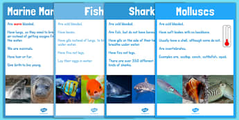 Under the Sea Animal Groups Display Posters Photos - sea, animal