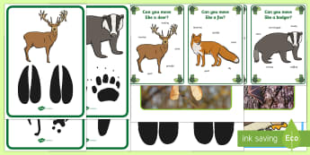 Tracks on the Forest Floor Movement Activity Resource Pack - Woodland, forest, animals, british wildlife, movement, PD, footprints, tracks