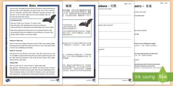 Bats Reading Comprehension Activity English/Mandarin Chinese - Bats Reading Comprehension - bats, reading, comprehension, read, comprehesion, comprehnsion, reading