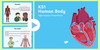 KS1 Human Body Information PowerPoint, internal organs, 
