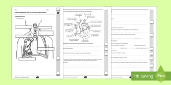 Y6 Animals Including Humans End of Unit Assessment - circulatory system, heart, lungs, blood vessels, arteries, veins, capillaries, oxygen, carbon dioxide, exercise, drugs, alcohol, acids, chyme, nutrients, protein, enzymes, villi, villus, intestine,