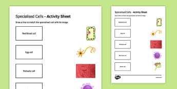 Specialised Cells Match and Draw