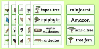 Rainforest Word Cards - rainforest, jungle, geography, forest, trees, word cards, cards, flash cards, snake, tiger, monkey, river, plants, green, amazon, insects, animals, acacia tree, tree fern, exotic, sloth, tapir