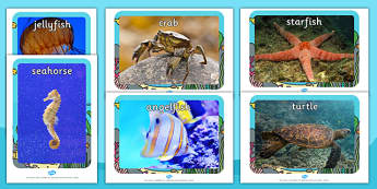 Sea Creatures Display Photographs  (Under the Sea) - Sea creatures, photo, photos, display photos, A4, display, fish, sea, seaside, display, posters, water, tide, fish, sea creatures, shark, whale, marine, dolphin, starfish, waves, sand