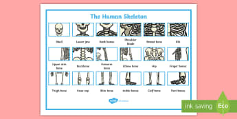Human Skeleton Word Mat - Human Skeleton Labelling Sheets (Common Names) - human skeleton labelling sheets, bones of the body,