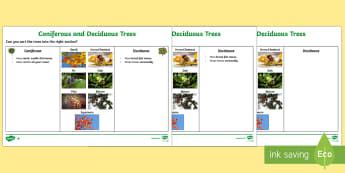 Deciduous and Coniferous Trees Differentiated Activity Sheets