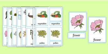 Plants and Growth Three Part Cards