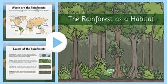 Rainforest as Habitats PowerPoint - the rainforest, habitats, facts about rainforests, around the world, habitats around the world, environments, geography