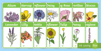 Flower Identification Display Posters - Flower Identification Display Posters - woodland, flower, identification, poster, activity, display,