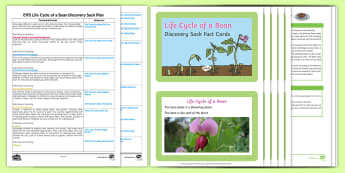 EYFS Life Cycle of a Bean Discovery Sack Plan and Resource Pack - bean, life cycle, discovery sack
