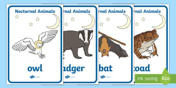 Nocturnal Animals Display Posters - animals, nocturnal, night, poster, banner, display, sign, mole, owl, badger, bat, toad, mouse, hedgehog, fox, rabbit, cat, hamster, shadow, reflection, reflective