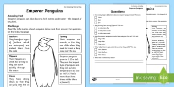 Emperor Penguin Reading Comprehension Activity Sheet - Amazing Fact Of The Day, activity sheets, powerpoint, starter, morning activity, June, comprehension