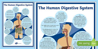 Human Digestive System A4 Display Poster A4 Display Poster