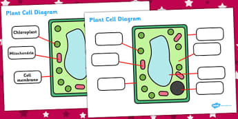Plant Cell Diagram - Plant, cell, Growth, Topic, Foundation stage, Flower, knowledge and understanding of the world, investigation, living things, labelling, labelling plant