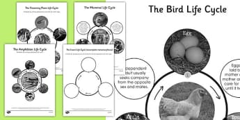 Year 5 Differentiated Life Cycles Sheets - lifecycles, cycle