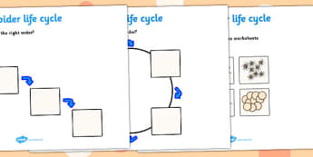 Spider Life Cycle Activity Sheets -  worksheets, worksheet, spider worksheets, spider life cycle, life cycle worksheets, spider, life cycle, minibeasts