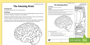 The Amazing Brain Activity Sheet - amazing fact august, colouring, meditation, brain, brain awareness, stress relief, relaxing, workshe