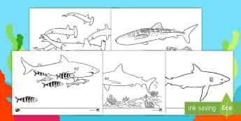 Sharks Colouring Pages - Lapbooks, wet play, under the sea, fish, animals, worksheet, boys