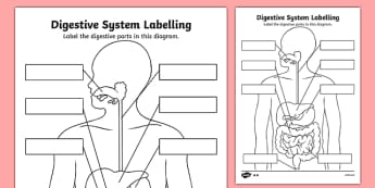 Digestive System Labelling Worksheet - ourselves, body, digest