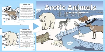 Winter Arctic Animals Habitat PowerPoint English/Mandarin Chinese - arctic animals, winter, adaptations, habitat, EAL