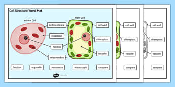 Cell Structure Word Mat - cell structure, word mat, word, mat, cell, structure