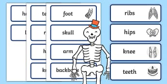 Body Part Word Cards to Support Teaching on Funnybones - word cards, funny bones, body