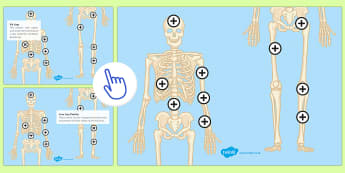 The Human Skeleton Picture Hotspots - KS3/4 Picture Hotspots, Human Skeleton, Bones