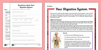 Y4 The Digestive System Differentiated Reading Comprehension Activity