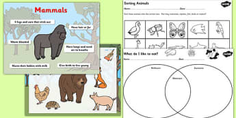 Living Things their Habitats Herbivore or Carnivore Lesson Pack