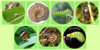 Butterfly Life Cycle Display Photo Cut Outs - photos, minibeasts